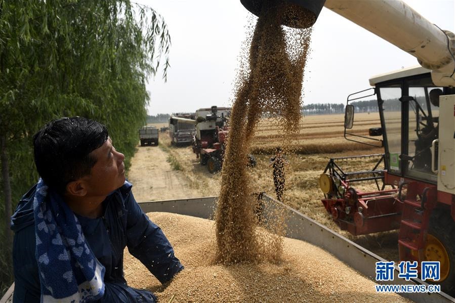 （社會(huì)）（4）“糧王”開鐮收麥