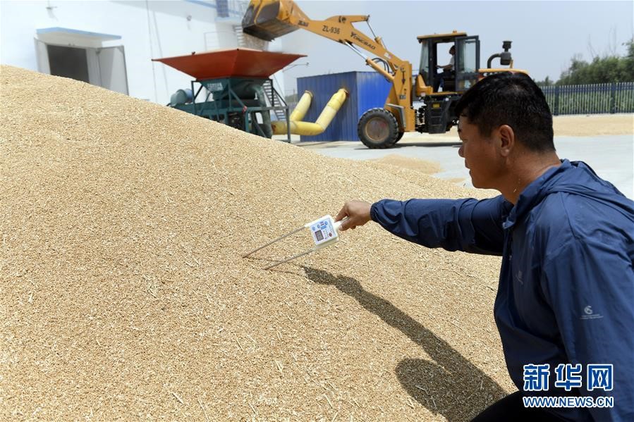 （社會(huì)）（2）“糧王”開鐮收麥