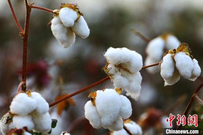 朵朵棉花吐絮盛開。　劉艷敏 攝