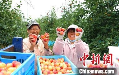 圖為興安盟沙果迎豐收。　科右前旗委宣傳部供圖