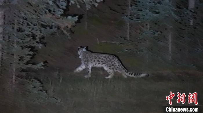 圖為被放歸自然的雪豹(資料圖)?！?nèi)蒙古林草局供圖。