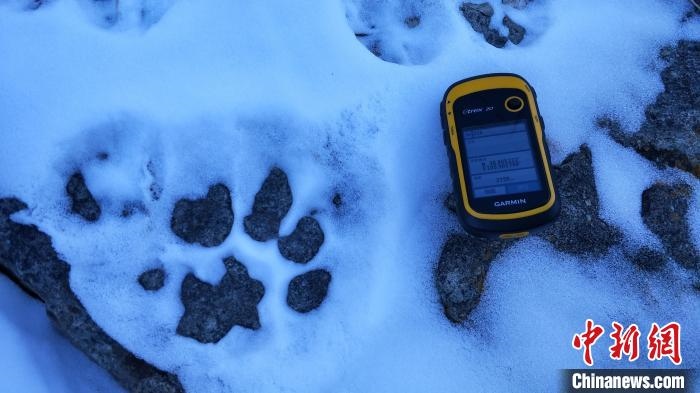 圖為疑似放歸雪豹的足跡(資料圖)。　內(nèi)蒙古賀蘭山國(guó)家級(jí)自然保護(hù)區(qū)供圖