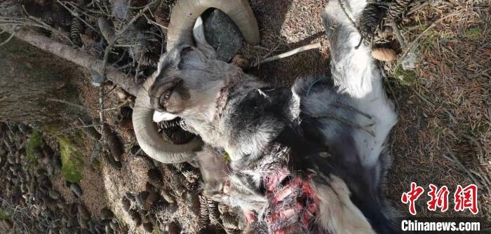 圖為疑似雪豹捕食巖羊的殘骸(資料圖)?！?nèi)蒙古賀蘭山國(guó)家級(jí)自然保護(hù)區(qū)供圖