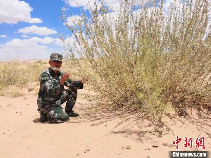 圖為謝寶民查看梭梭長勢(shì)?！∈茉L者供圖