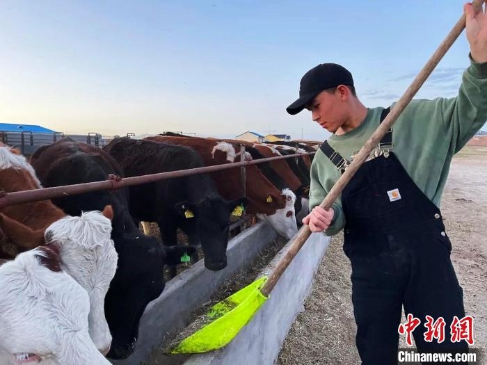 圖為敖木希勒在喂牛?！“侥鞠＠展﹫D