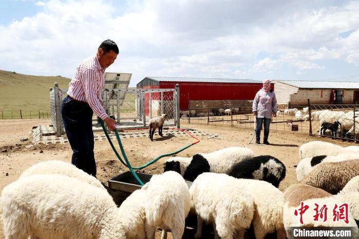 圖為圖門達(dá)來在喂羊?！埵鹧?攝