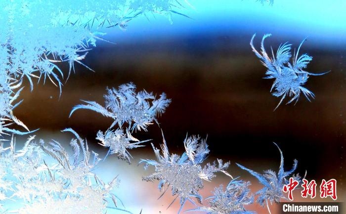 玉樹瓊枝盈滿窗?！O書程 攝