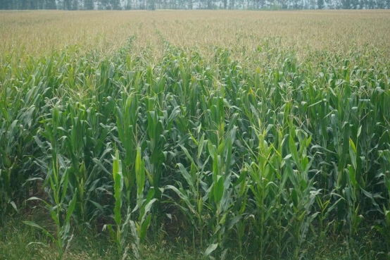 1675156030848457.png image.png