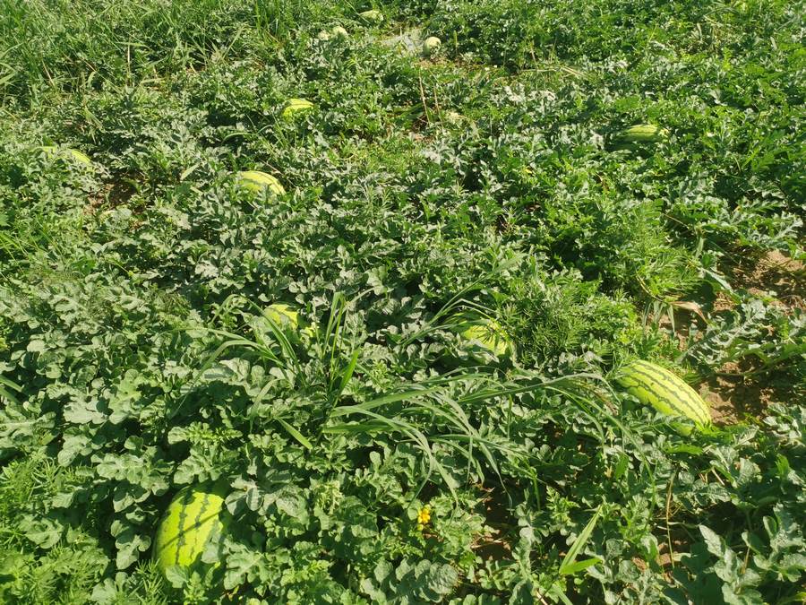 1699446285195020.jpg 微信圖片_20231108202406.jpg