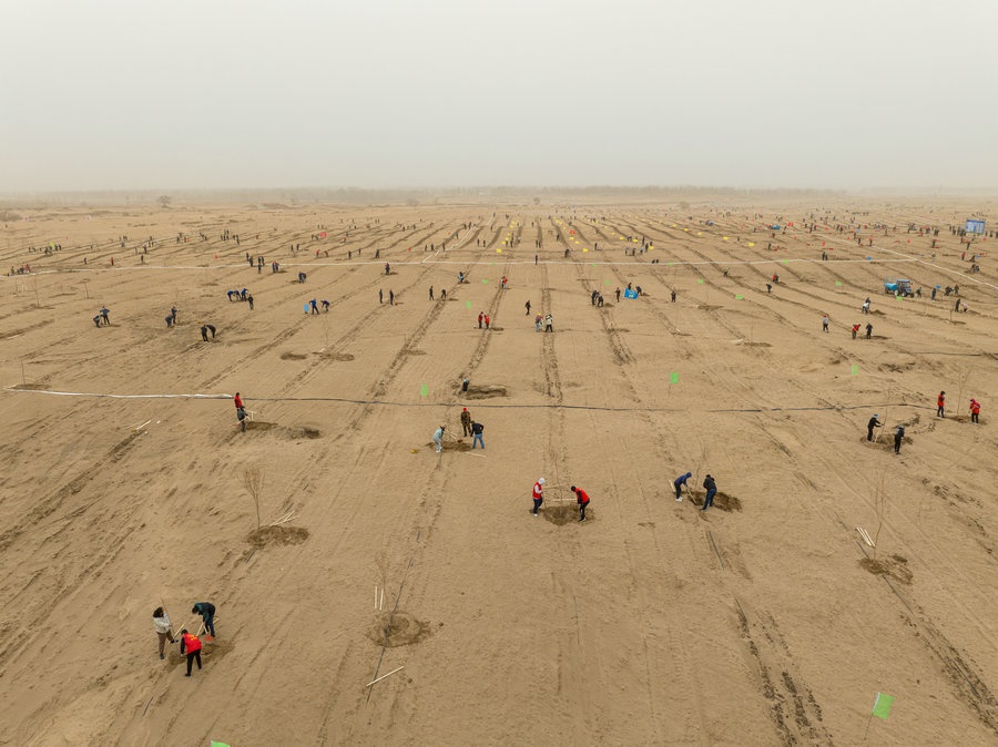 在高力板鎮(zhèn)花道卜和沙木嘎嘎查治理區(qū)，廣大干部群眾手植新綠，播種希望 （攝影：包寶音德力格爾）.JPG
