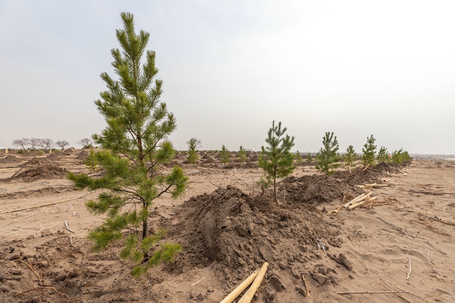 一排排新栽植的樟子松迎風(fēng)招展（攝影：包寶音德力格爾）.JPG