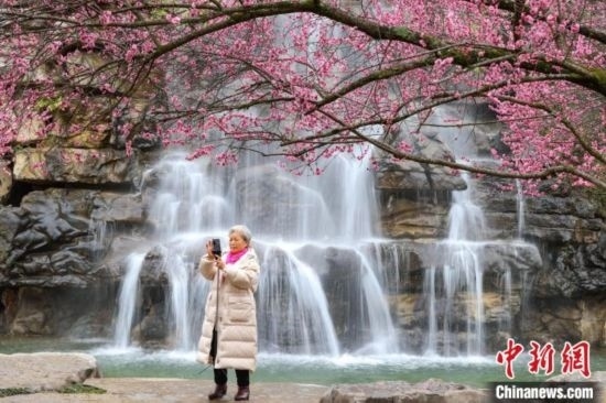 2月23日，市民在乾藝梅園景區(qū)拍攝綻放的梅花。瞿宏倫 攝