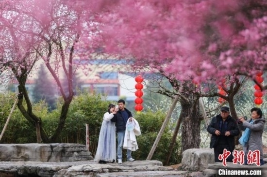 2月23日，市民在乾藝梅園景區(qū)觀賞綻放的梅花。瞿宏倫 攝