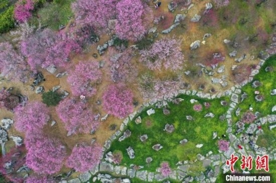 2月23日，航拍乾藝梅園景區(qū)綻放的梅花。瞿宏倫 攝