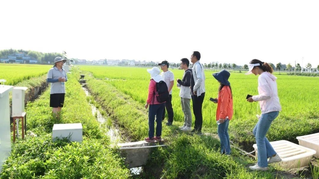 △云南大理古生村科技小院成員在田間調(diào)查。