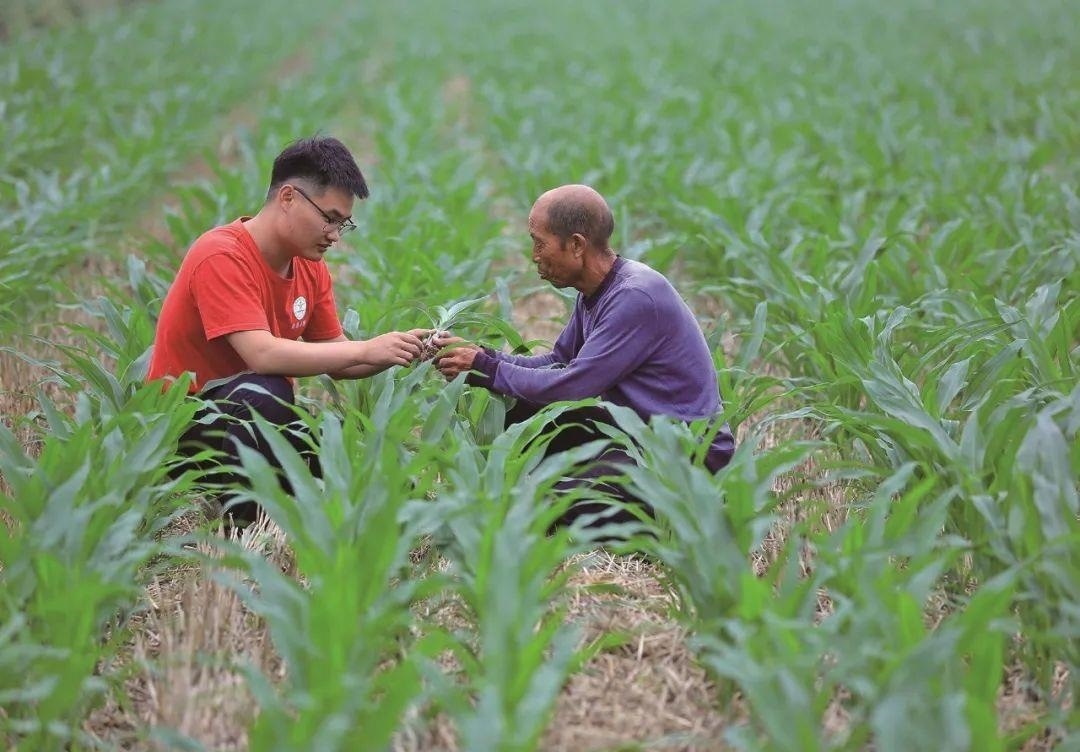 △科技小院的學(xué)生在給村民講解玉米種植知識(shí)。
