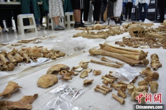 圖為已清理完畢的骨骼標(biāo)本。王宇 攝