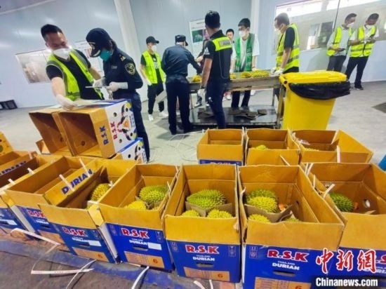 圖為海關(guān)關(guān)員對(duì)進(jìn)口榴蓮進(jìn)行查驗(yàn)。黃艷梅 攝