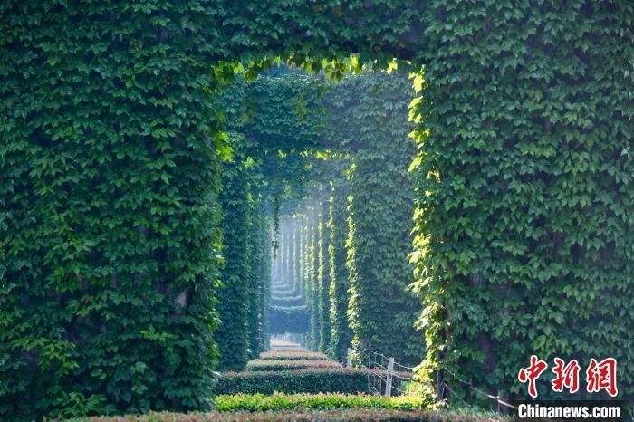 成都二環(huán)高架橋墩被植被爬滿(mǎn)，形成“綠野仙蹤”景觀。　張浪 攝