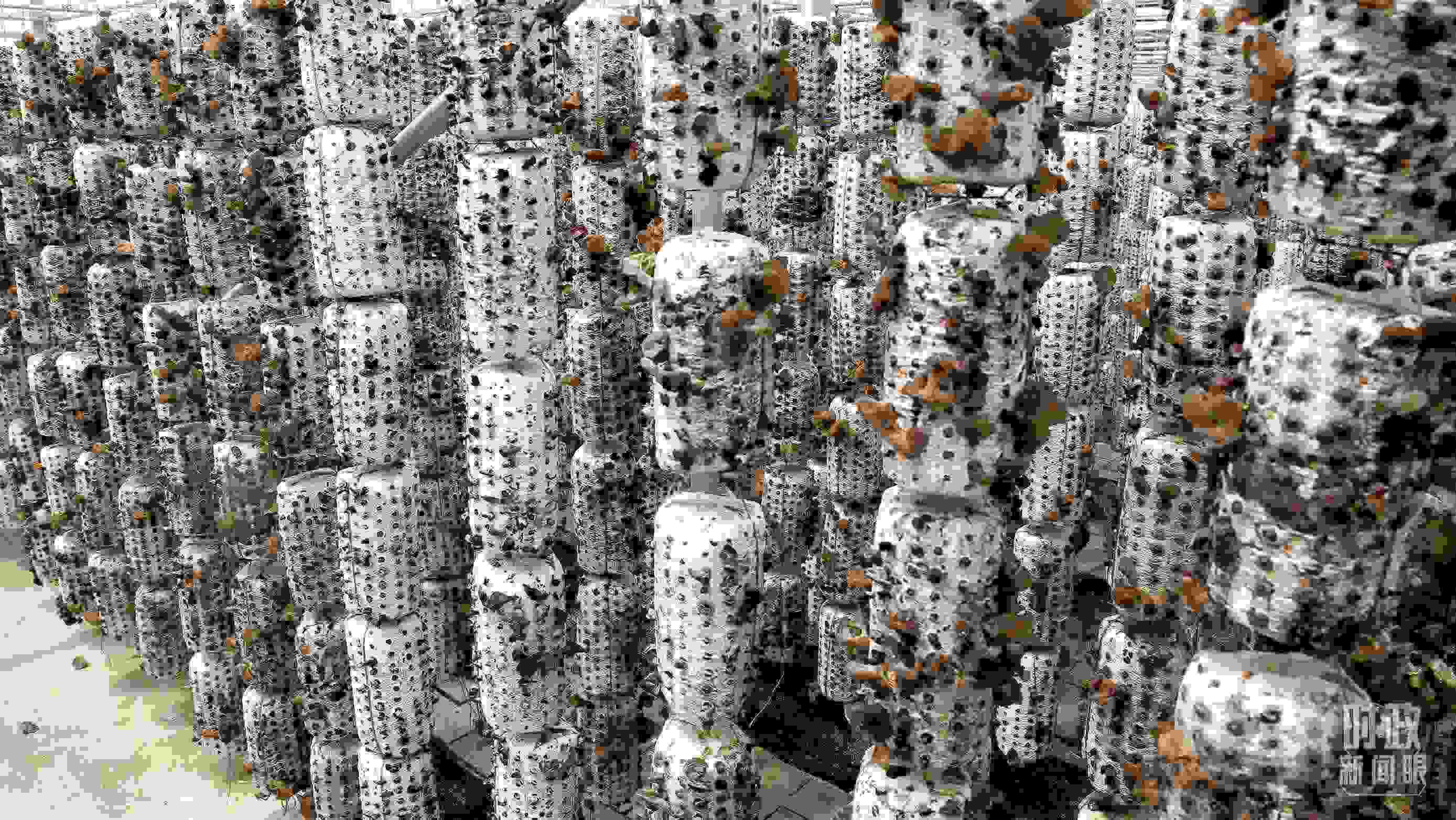 △金米村的小木耳、大產(chǎn)業(yè)。（圖／視覺(jué)中國(guó)）