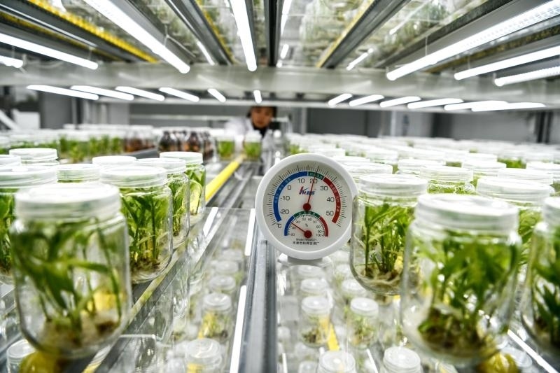 工作人員在貴陽市開陽縣南江蔬菜良種繁育中心的組培中心查看姜苗生長情況（2023年5月23日攝）。新華社記者 楊文斌 攝