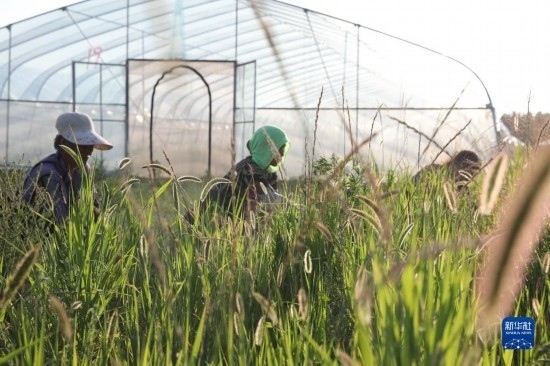 6月21日，山東省樂陵市西段鄉(xiāng)岔河村東亞飛蝗養(yǎng)殖基地的螞蚱養(yǎng)殖戶在割草。新華社記者 范長(zhǎng)國(guó) 攝