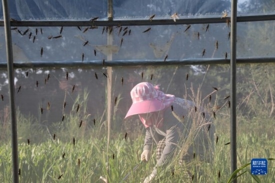 6月21日，山東省樂陵市西段鄉(xiāng)岔河村東亞飛蝗養(yǎng)殖基地的螞蚱養(yǎng)殖戶在割草。新華社記者 范長(zhǎng)國(guó) 攝