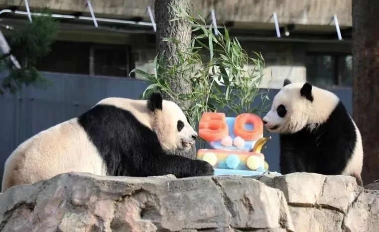 2022年，美國國家動物園舉辦活動慶祝大熊貓抵美50周年，園方為大熊貓“美香”“添添”和“小奇跡”一家三口準備了有“50”字樣的冰凍水果蛋糕。（圖片來源：雅安市廣播電視臺）