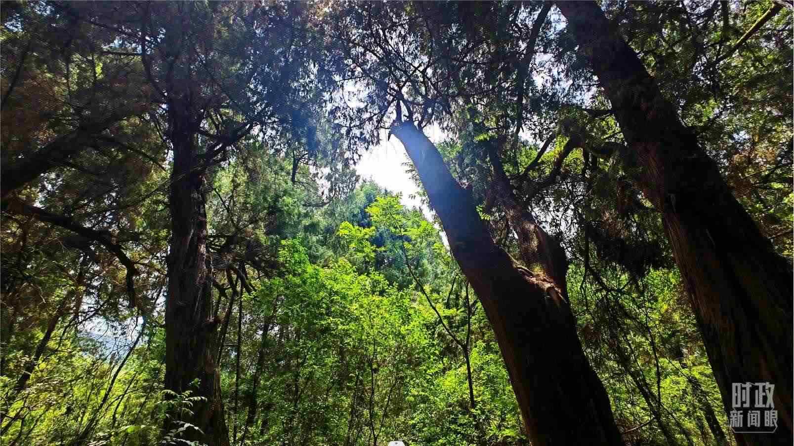 △翠云廊內(nèi)，古柏郁郁蔥蔥。（總臺(tái)央視記者程鋮拍攝）