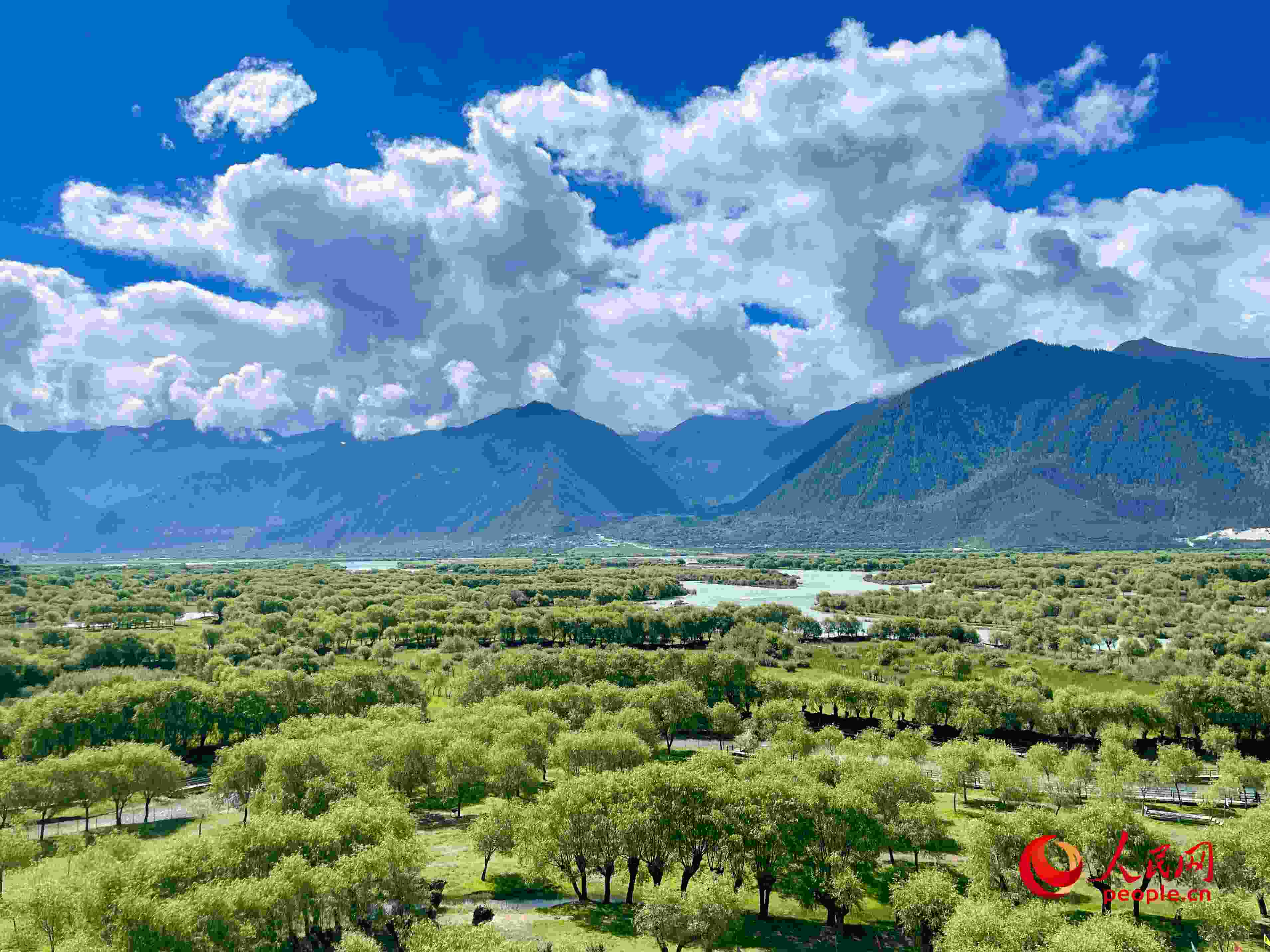 夏日的雅尼國家濕地公園生機(jī)盎然，如詩如畫。人民網(wǎng) 周靜圓攝