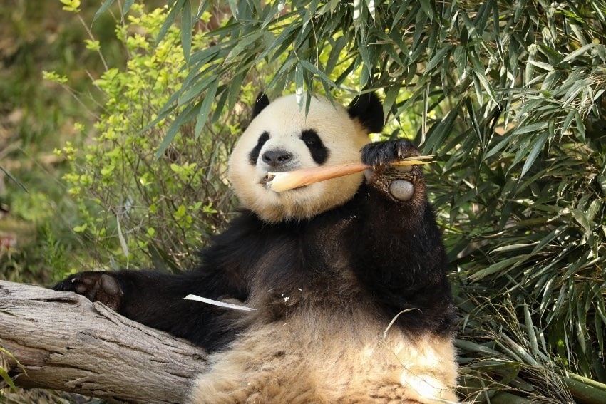 大熊貓“芝麻”。成都大熊貓繁育研究基地供圖