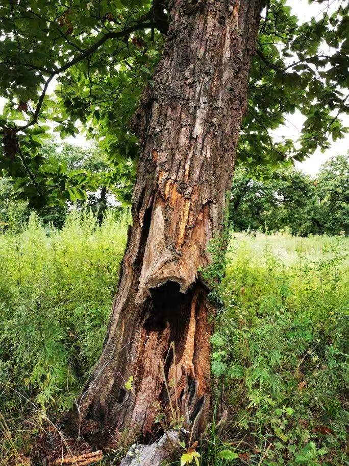 圖為2021年10月拍攝的秦嶺北麓百年板栗古樹遭破壞情況。人民網(wǎng)記者 吳超攝