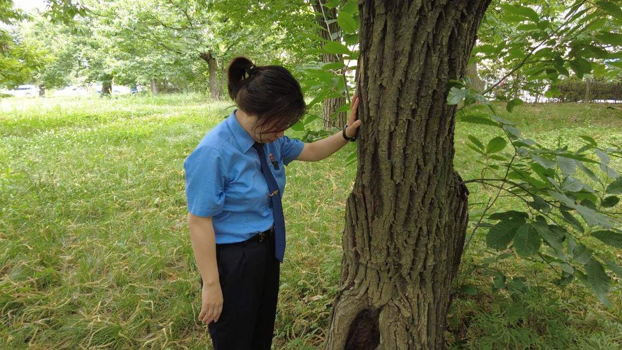惠琳琳仔細查看古樹生長近況。人民網(wǎng) 黨童攝