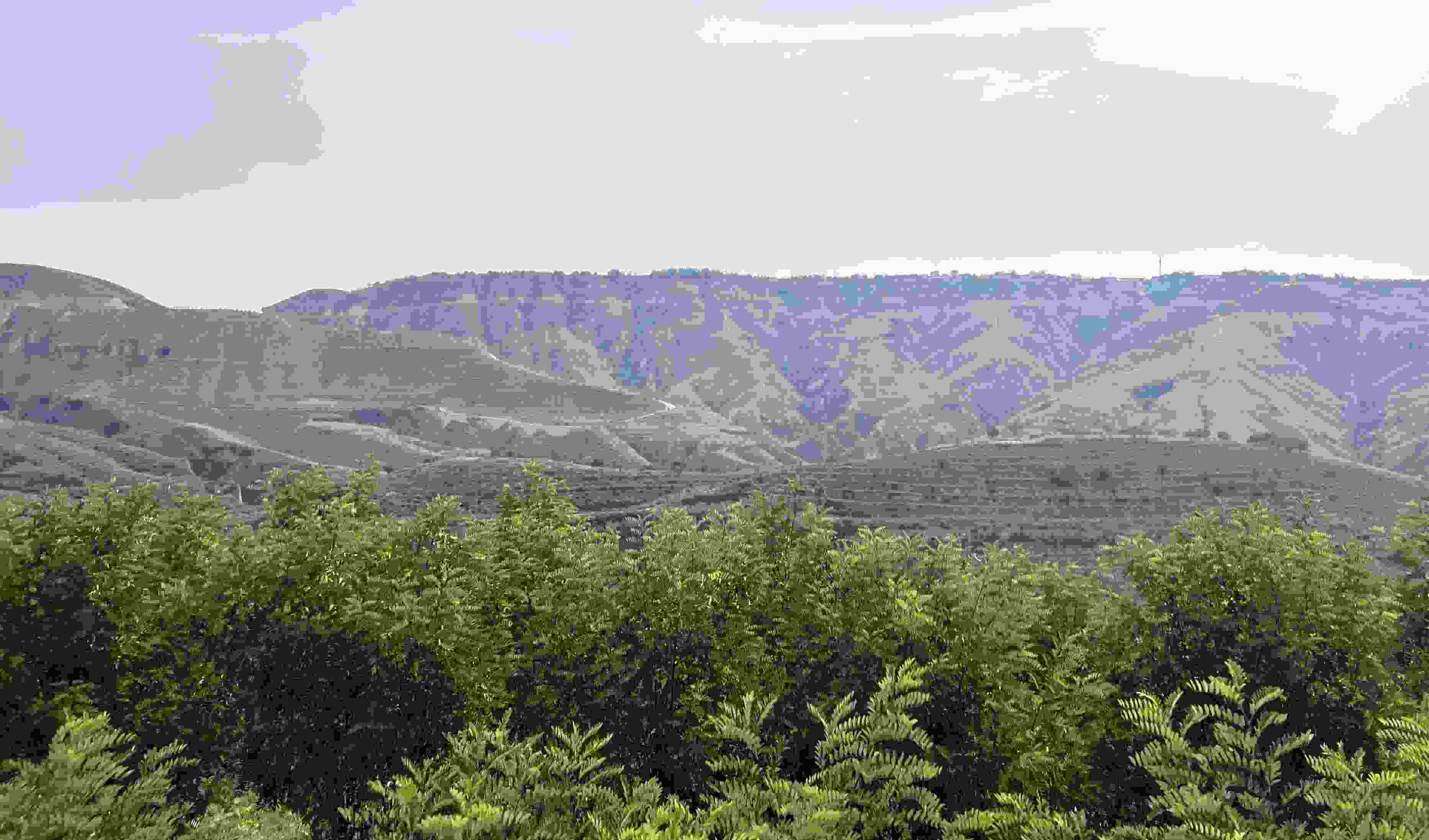 吳堡縣沿黃生態(tài)林。人民網(wǎng)記者 王連香攝