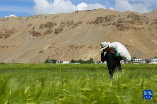 8月12日，西藏阿里地區(qū)普蘭縣赤德村村民在青稞田里勞作。