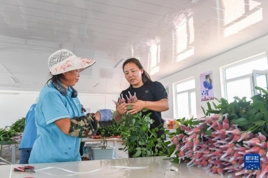 8月17日，吉林省德惠市朱城子鎮(zhèn)沿河村程雪家庭農(nóng)場的負責人楊雪（右）指導農(nóng)民修剪玫瑰花。新華社記者 張楠 攝