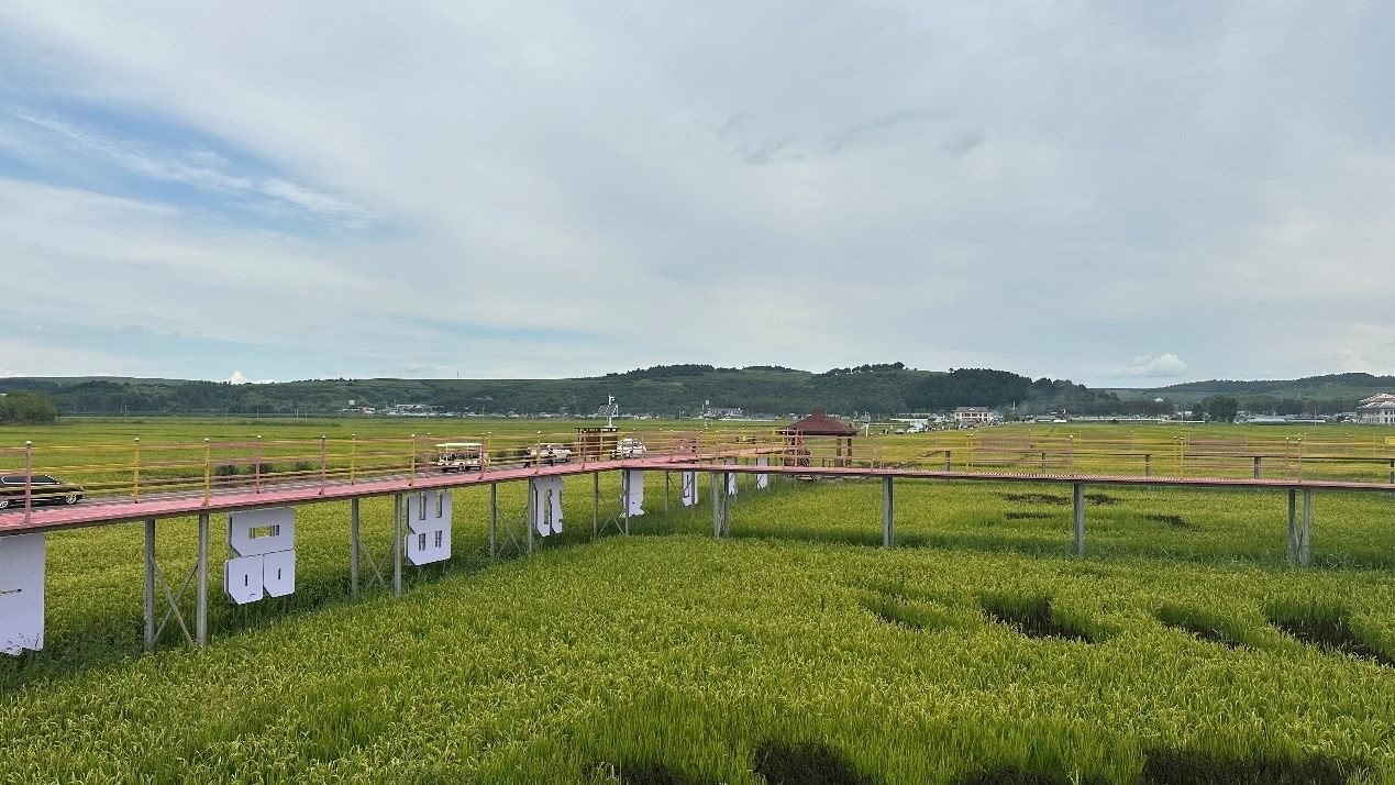 光東村田園風(fēng)光。人民網(wǎng)記者 金洪花 攝