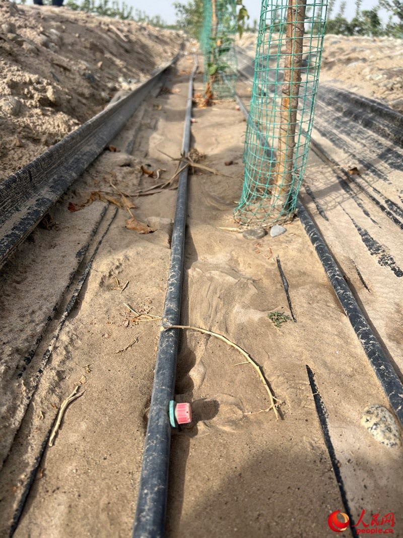 水肥一體化滴灌技術(shù)，可極大節(jié)約用水量。人民網(wǎng)記者 常雪梅攝