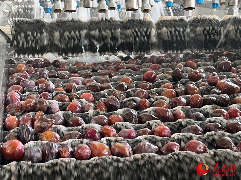 清洗西梅。人民網(wǎng)記者 常雪梅攝