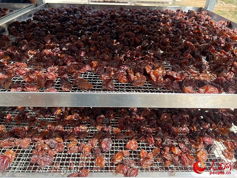 晾曬西梅。人民網(wǎng)記者 常雪梅攝