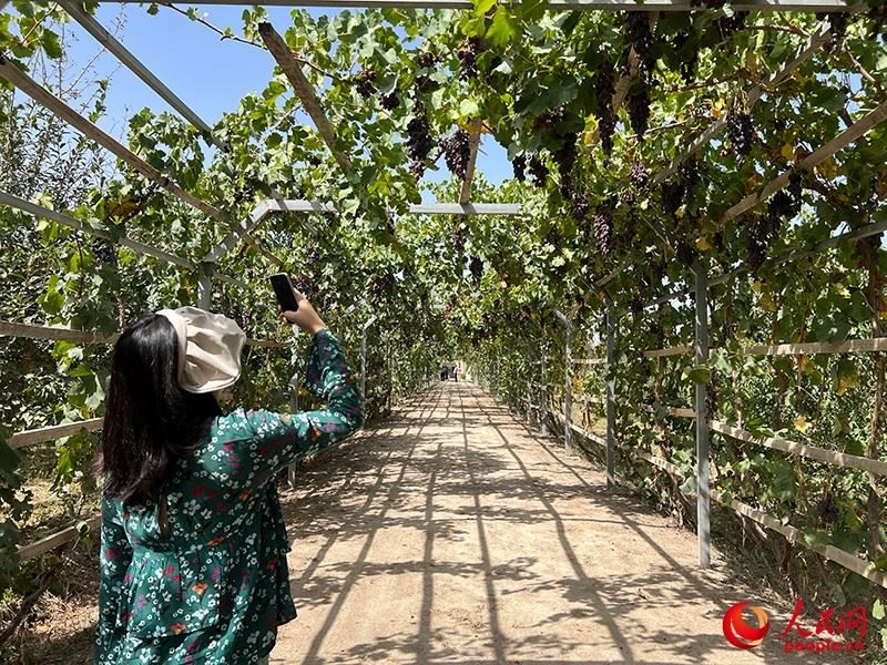 新疆閩龍達(dá)干果產(chǎn)業(yè)有限公司內(nèi)種植的葡萄。人民網(wǎng)記者 常雪梅攝