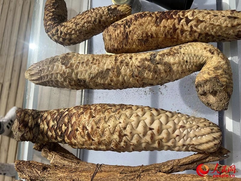 林下經(jīng)濟(jì)作物肉蓯蓉。人民網(wǎng)記者 常雪梅攝