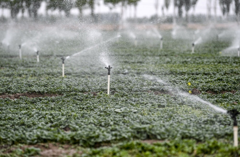 2023年5月25日，在寧夏銀川市永寧縣望洪鎮(zhèn)宋澄村冷涼蔬菜種植基地，小型噴灌節(jié)水設(shè)備在進(jìn)行噴灌作業(yè)。新華社記者 馮開(kāi)華 攝