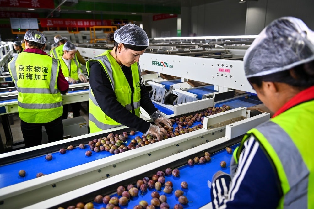 在新疆伽師縣粵伽新梅產(chǎn)業(yè)園內(nèi)的京東物流新疆智能供應(yīng)鏈中心，員工在智能分揀線檢查分選好的新梅（2023年8月30日攝）。新華社記者 丁磊 攝