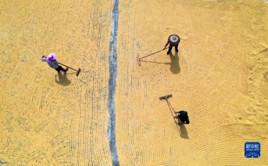 9月16日，湖南省郴州市桂陽縣流峰鎮(zhèn)農(nóng)民在晾曬稻谷（無人機照片）。