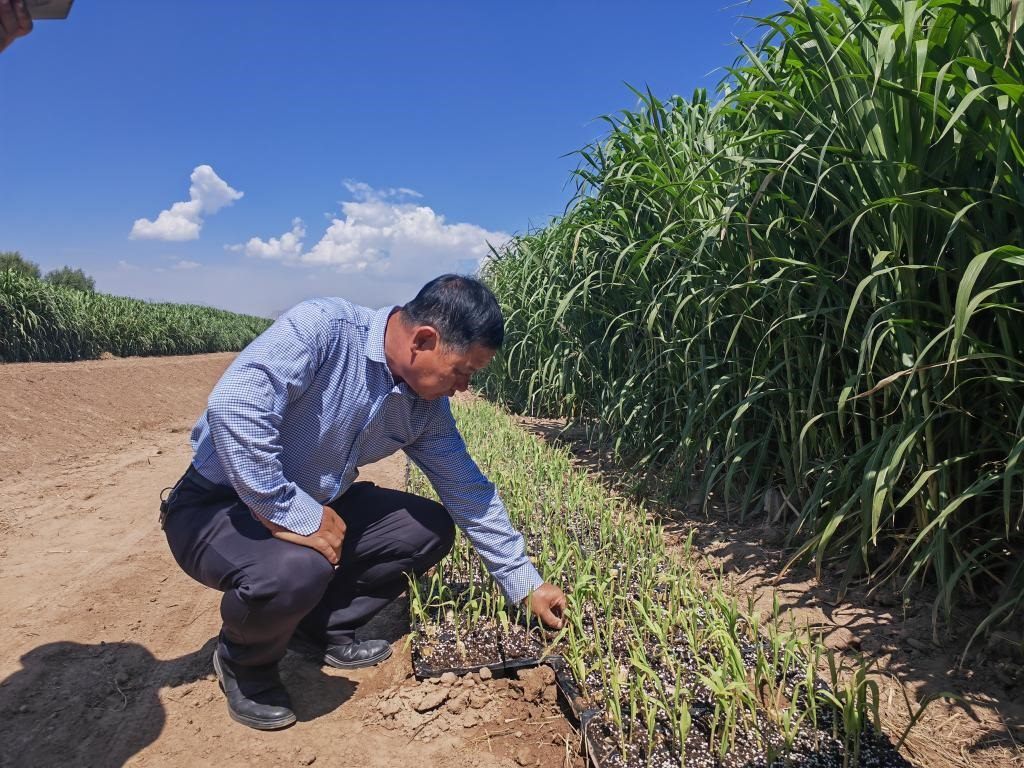 高級農(nóng)藝師周興德向記者介紹巨菌草幼苗（2023年9月1日攝）。新華社記者馬麗娟 攝