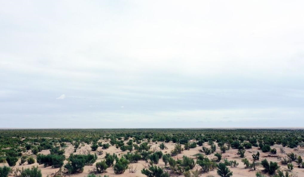 經(jīng)過封禁保護和人工種植梭梭后恢復綠色的草場（2023年9月12日攝）。新華社記者李云平 攝