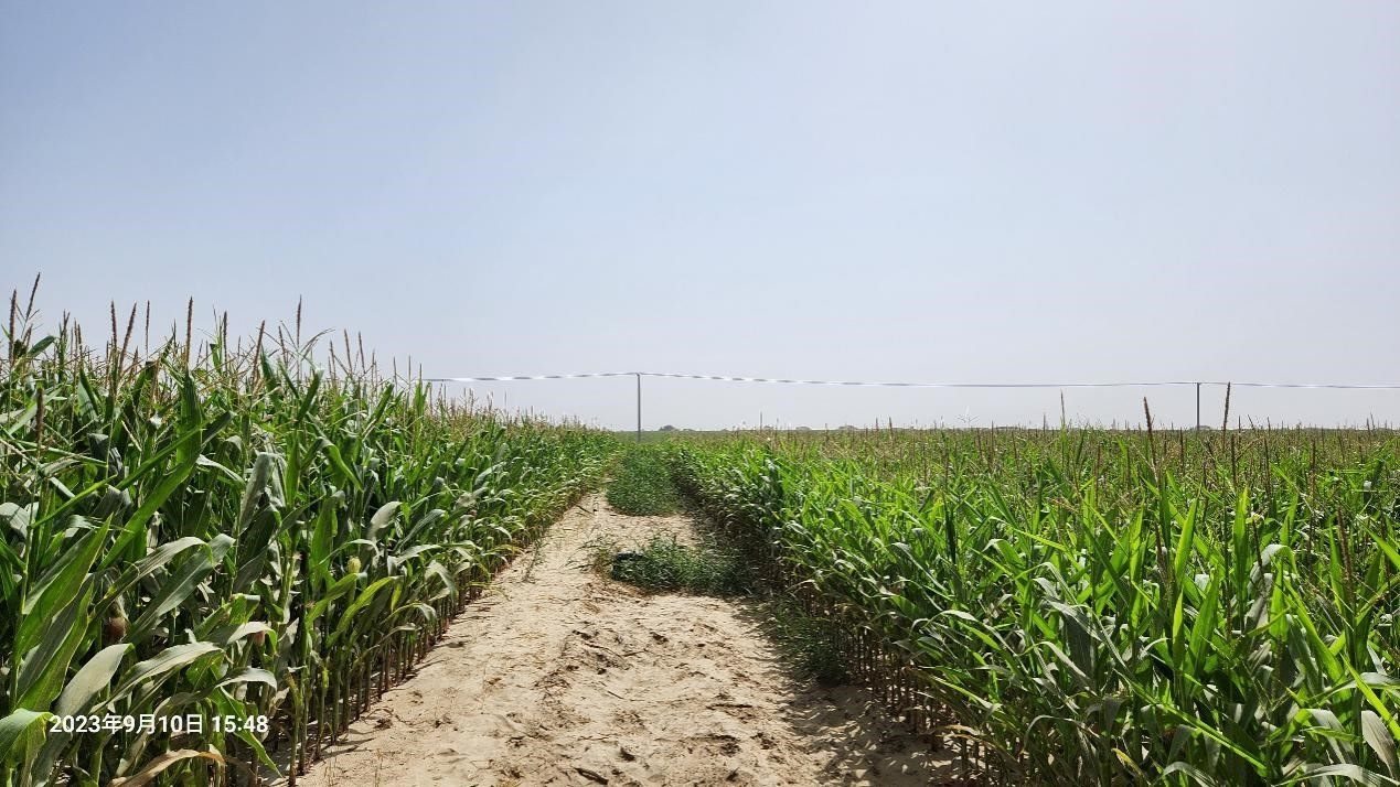 玉米改良40天后對比（左邊為改良組，右邊為對照組）。胡樹文團(tuán)隊(duì)供圖