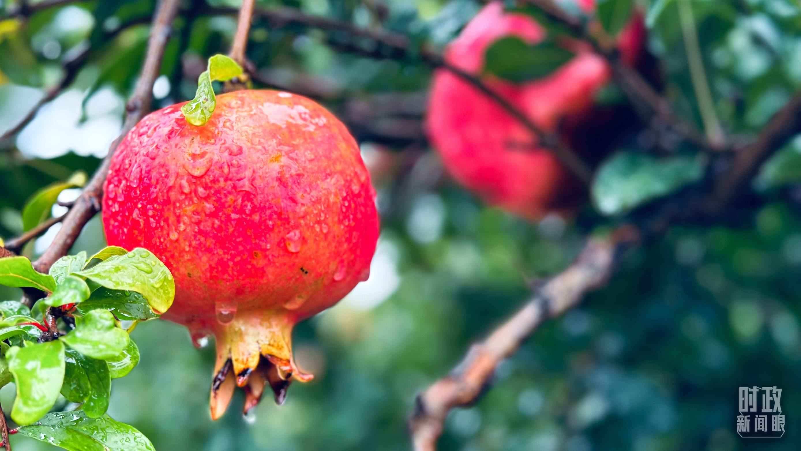 △一場秋雨過后，石榴更顯晶瑩。（總臺央視記者李輝、范一鳴拍攝）