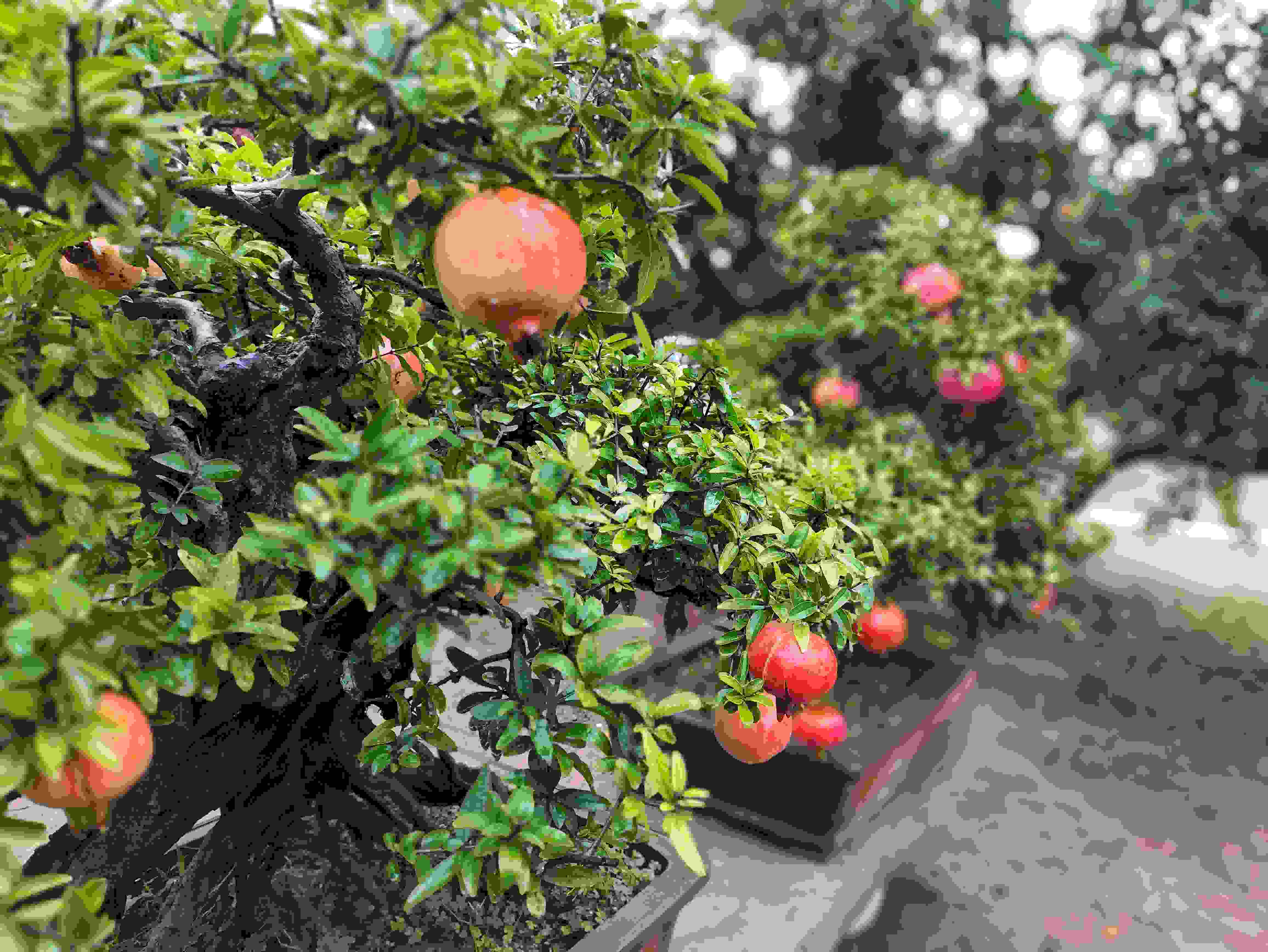 △石榴的發(fā)展帶動(dòng)了當(dāng)?shù)厥衽杈爱a(chǎn)業(yè)。（總臺(tái)央視記者鐘信偉拍攝）